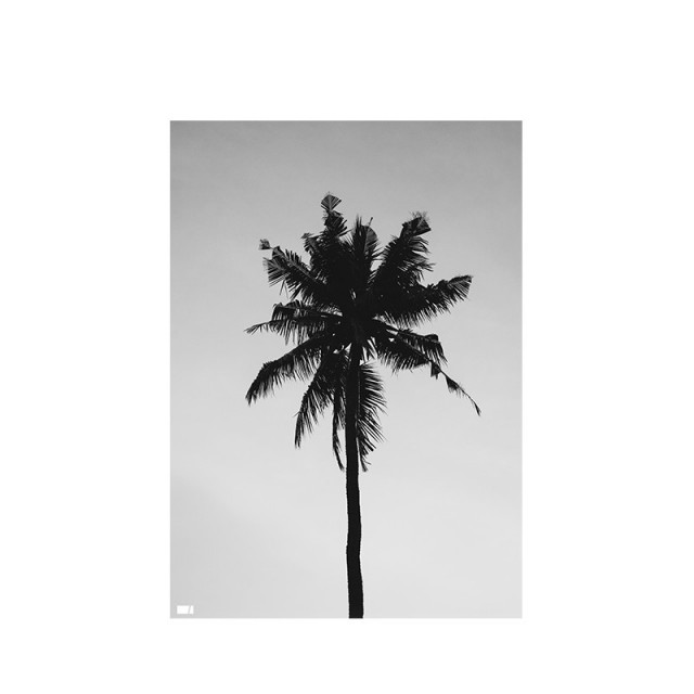 GRIFFI - POSTER PALM